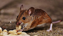 24 Hour & Emergency Exterminators in Marvin, SD